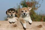 CORGI PEMBROKE 1075